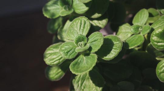 A paradicsommoly bizonyos növényekkel távol tartható