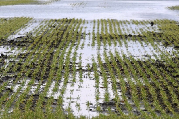 Belvíz helyzetkép a mezőgazdaságban