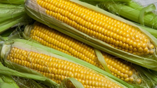 Veszélyben az ipari zöldségtermesztés – az ágazat azonnali összefogására van szükség