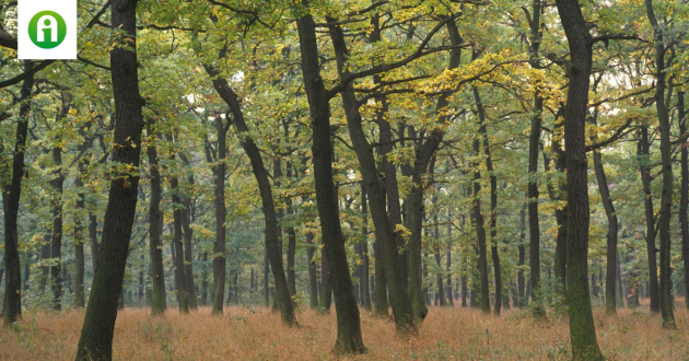 Így pályázhatnak erdőgazdálkodók vissza nem térítendő támogatásra