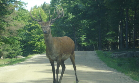 Elkerülhető a vadgázolás?