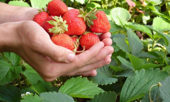 Magyarország: előrébb tartanak a szamócaállományok a meleg tavasz miatt