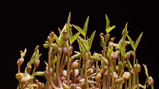 Otthoni csíráztatás: Friss saláta a konyhába