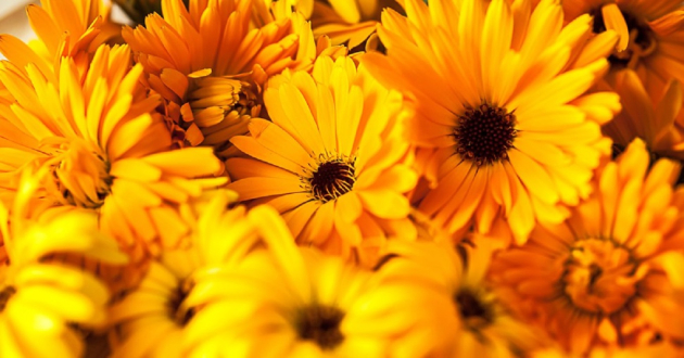 Te tudod, hogy ez a 3 gyógynövény mit tehet az egészségeddel?