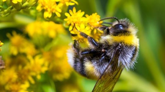 Fényképezz poszméheket, ezzel most segítheted őket és egy játékban is részt vehetsz