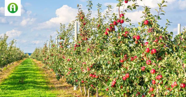 Közel 500 millió forint támogatásra pályázhatnak a kertészetek