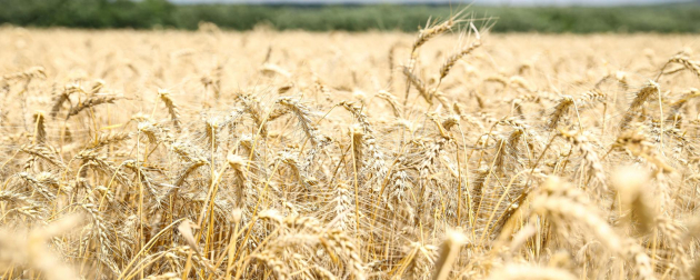 A kormány az import bejelentésének előírásával is védi a mezőgazdaságot