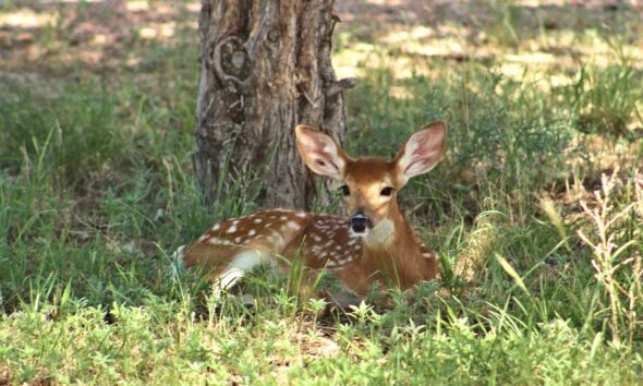 Ne nyúljunk az őzgidákhoz!
