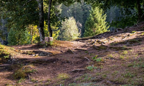 Budapest hat kerületében folytatódik a Városierdő-fejlesztési Program