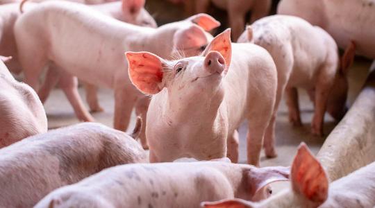 Megugrott Magyarország élősertés-kivitele