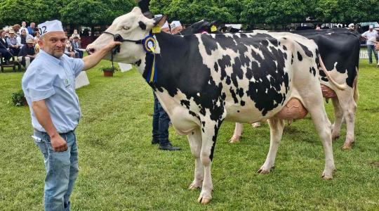 Börtöntehenek a legjobb magyar haszonállatok között