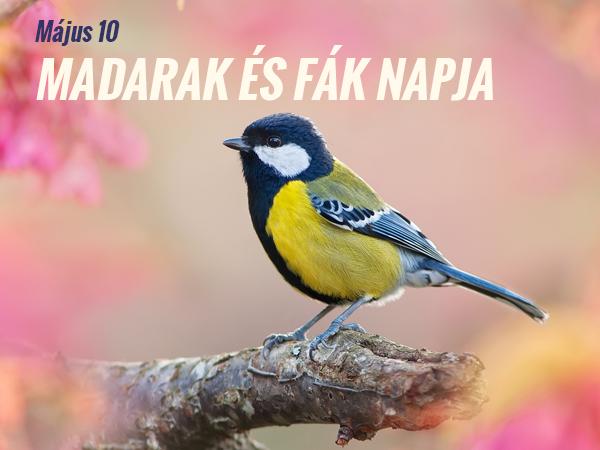 MÁJUS 10. A MADARAK ÉS FÁK NAPJA