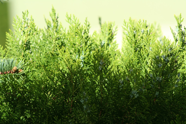 Az egyik legpusztítóbb kártevővel sikerült felvenniük a harcot magyar kutatóknak