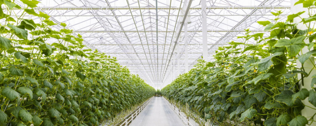 Átadták hazánk legnagyobb uborkatermesztő üvegházát