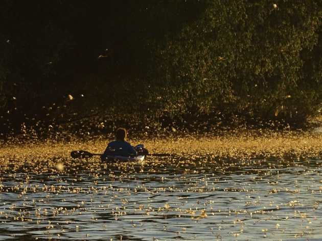 A Tiszán megkezdődött a tiszavirágok rövid életű násztánca