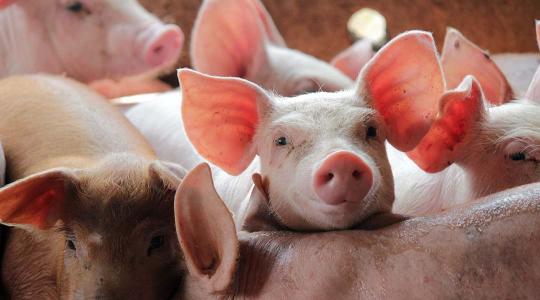 Hatalmas emelkedés: Magyarország élősertés-kivitele 58 százalékkal nőtt