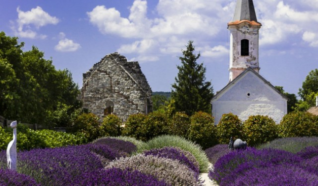 Levendulafesztivállal indul a nyár Tiszaderzsen