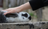 Súlyos hiba az élőállat ajándékozása húsvétkor