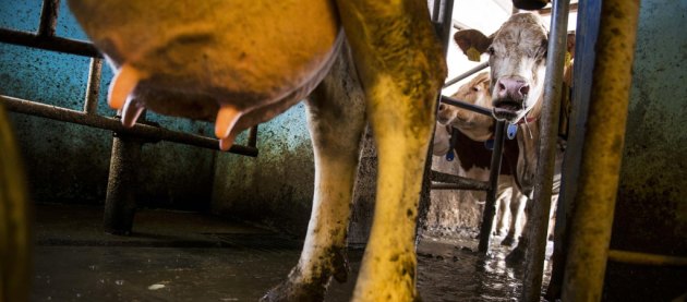 Vendégmunkások fejik a teheneket egy 950 fős magyar faluban