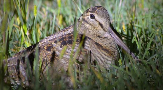 Ezért örülhet a gazda, ha erdei szalonkát lát a földjén!