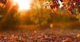 Te tudod, miért színes ősszel a fák levele, és hogy mire használhatjuk őket?