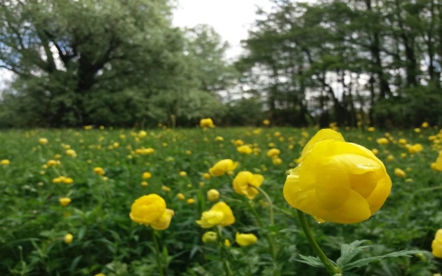 Sárgállik a jégkorszak gyönyörű vadvirága a Kőszegi-hegységben