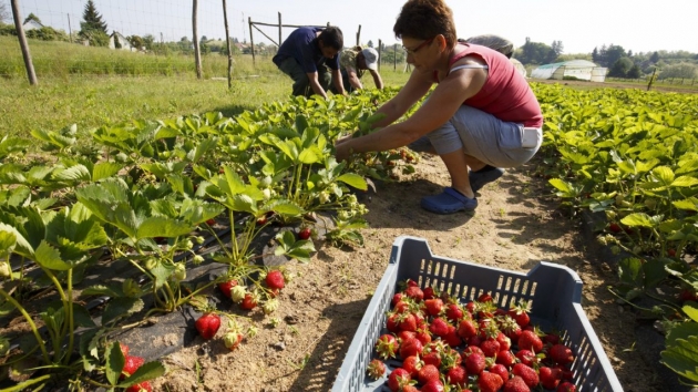 Elkezdődtek a szedd magad akciók, szájmaszk viselését kérik az eperföldeken