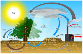 A fa biomasszából származó energia környezeti fenntarthatósága