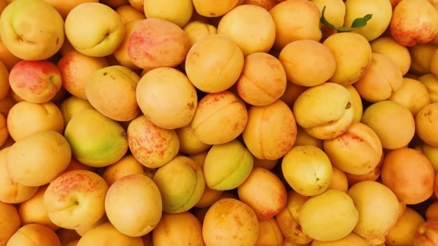 Drága mulatság lesz idén a kajszibefőzés: alig termett a népszerű gyümölcsből