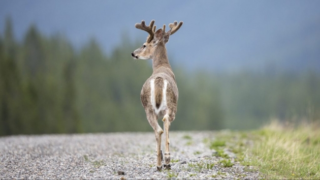 Új magyar találmány segít megelőzni a vadbaleseteket
