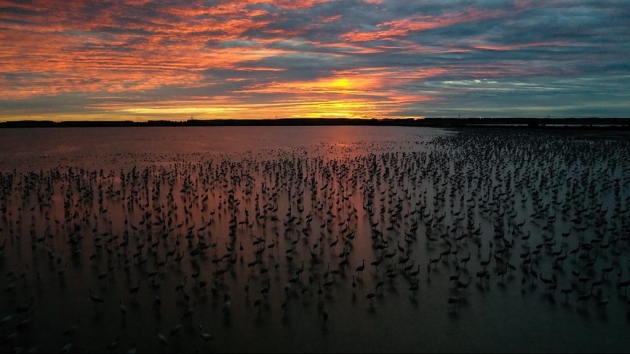 Százezer daru már megérkezett a Hortobágyra
