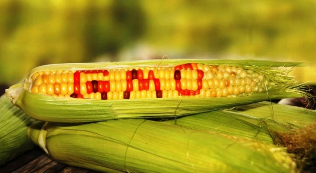 Hamarosan génmódosított paradicsom kerülhet a tányérjára