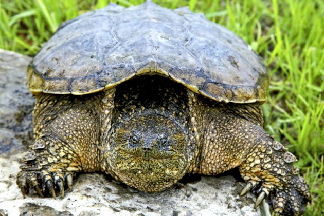 Ezek a teknősök a fürdőzőkre is veszélyt jelentenek