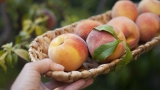 Horror áron mérhetik idén a szezon sláger gyümölcsét a piacokon: mi történt a terméssel?