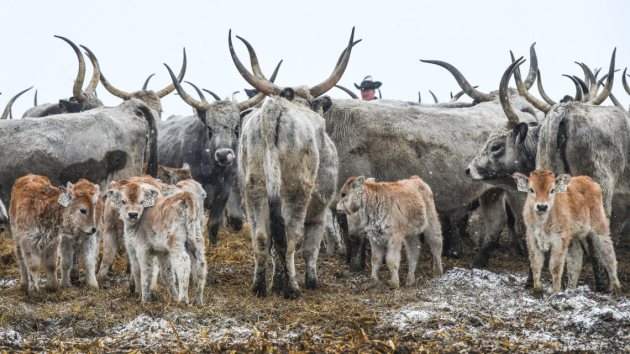 A magyartarka szürkemarha -tenyésztés lehetőségei 2023 után