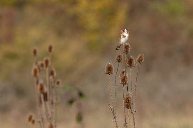 A gyomnövények fontos szerepe: pintyféléink téli eltartói