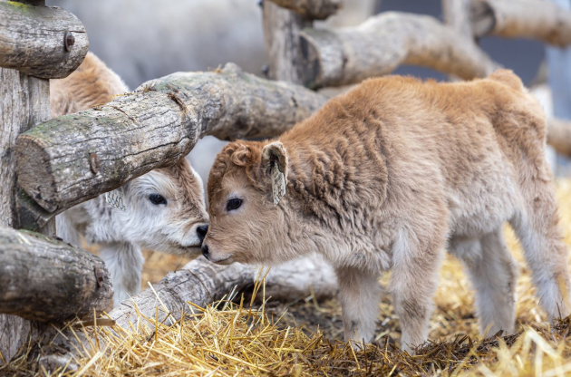 Már százhatvan szürkemarha borjú jött világra Kardoskúton