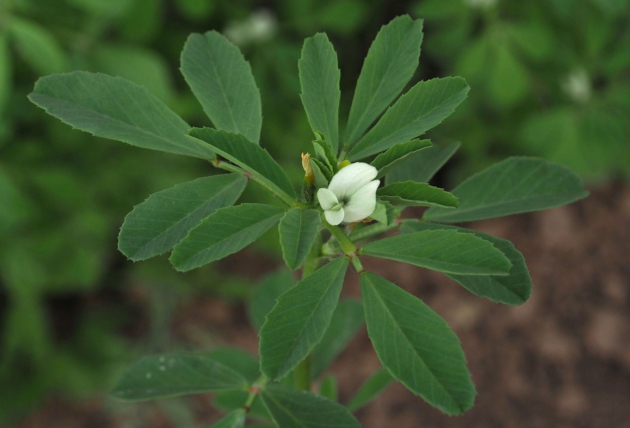 A január ásza: a görögszéna - ízletes, és hasznos szupertáplálék