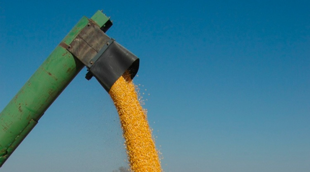 Mennyire toxinos a magyar és az ukrán kukorica?