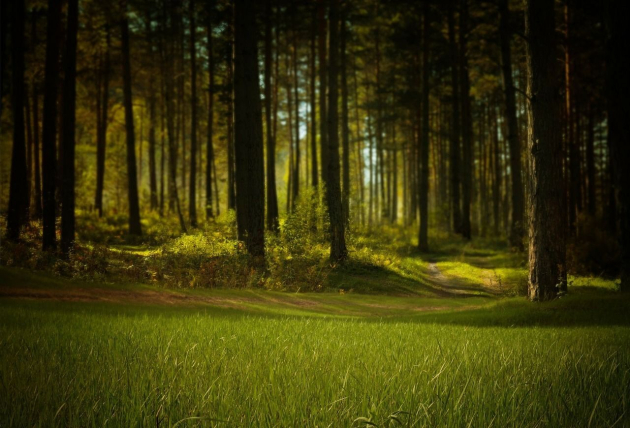 Nincs helye az erdőben a zöldhulladéknak!