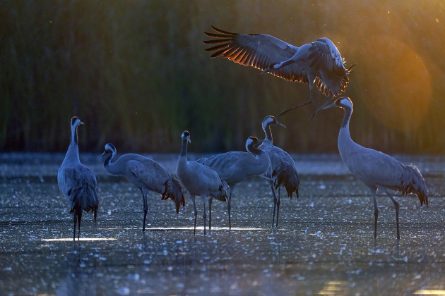 A VADVILÁG ÉS A BIOLÓGIAI SOKFÉLESÉG MEGŐRZÉSE KÖZÖS FELADATUNK