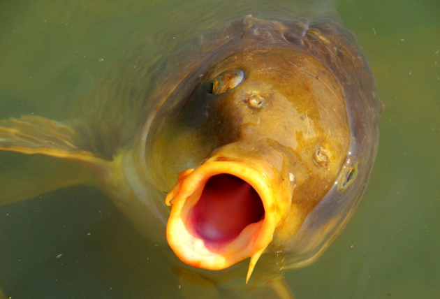 Tizennégy tonna fogható méretű pontyot telepítettek