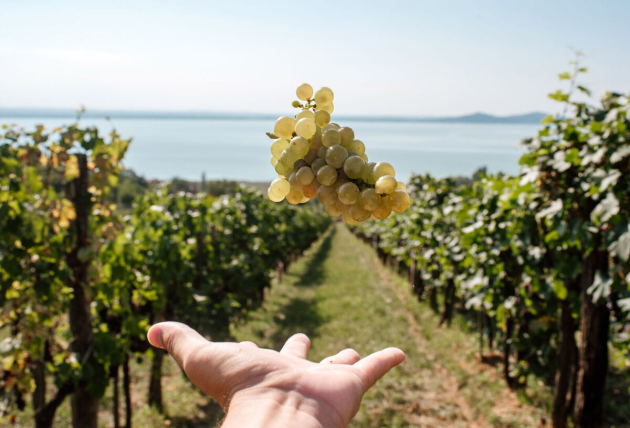 Másodszorra ismerték el a Folly Arborétum borát rangos nemzetközi versenyen