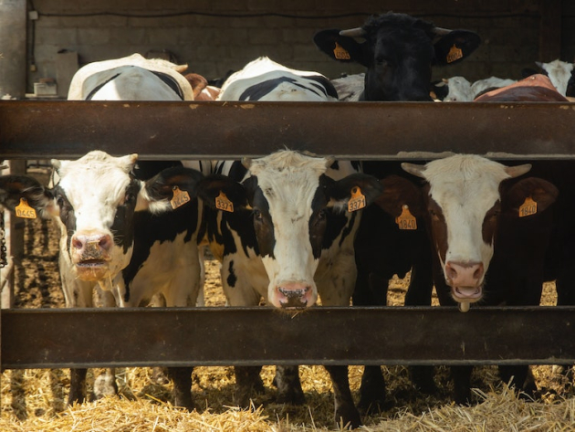 Tovább zuhan a tej ára, bajban a termelők
