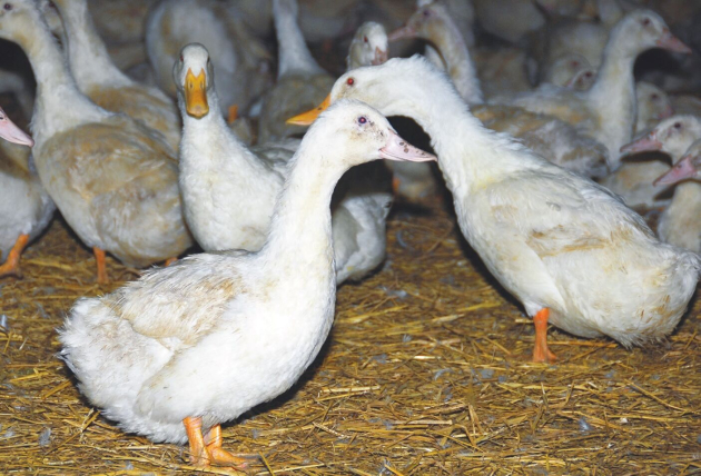 A madárinfluenza-fertőzés kockázatának jelentős csökkentési lehetősége