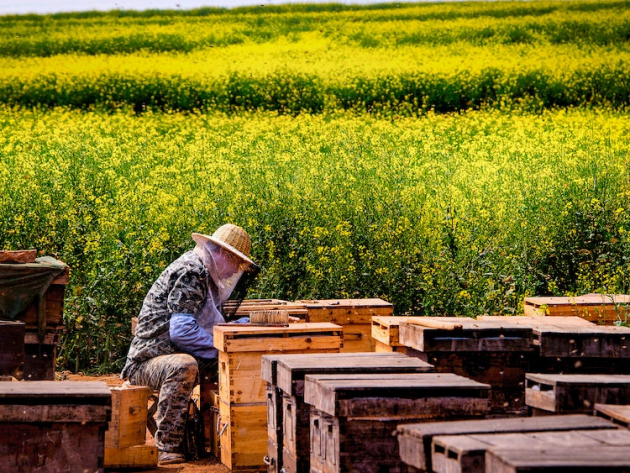 Reményvesztett helyzetben vannak a méhészetek