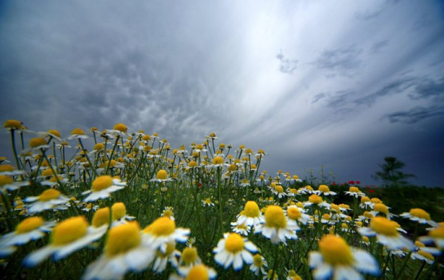 Kamillatenger - virágba borultak a dél-alföldi szikes puszták