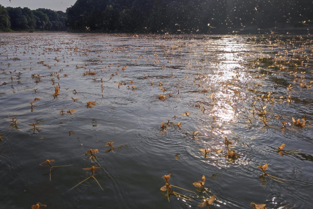 Zajlik a tiszavirágzás