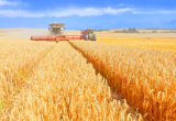 Megtermett az ország kenyere, de gond így is van elég