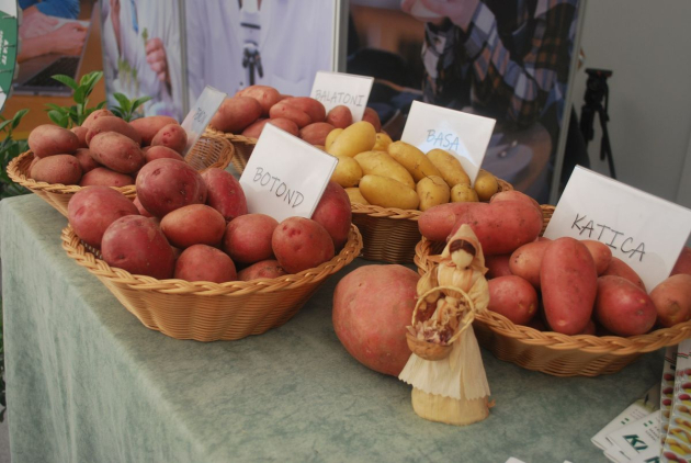 Balatoni Rózsa Bábolnán